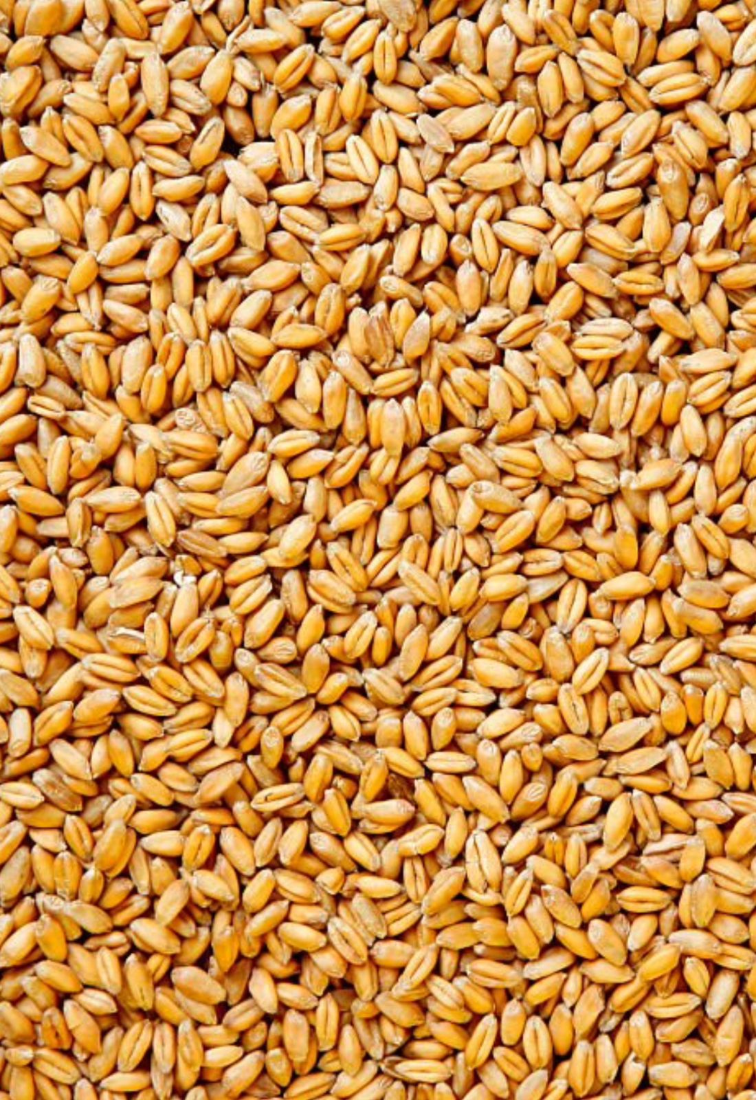 Wheat