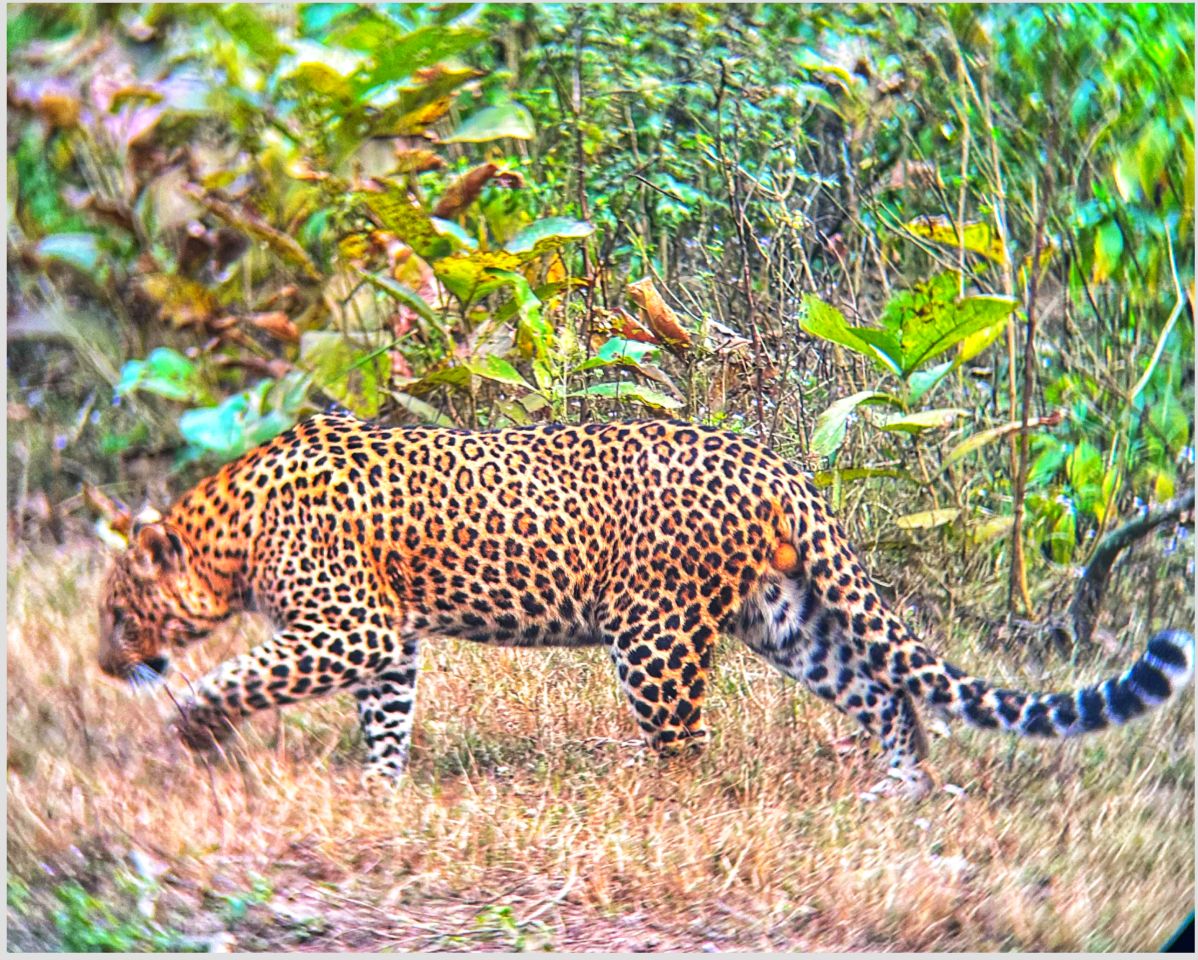 Leopard in Natural Habitat