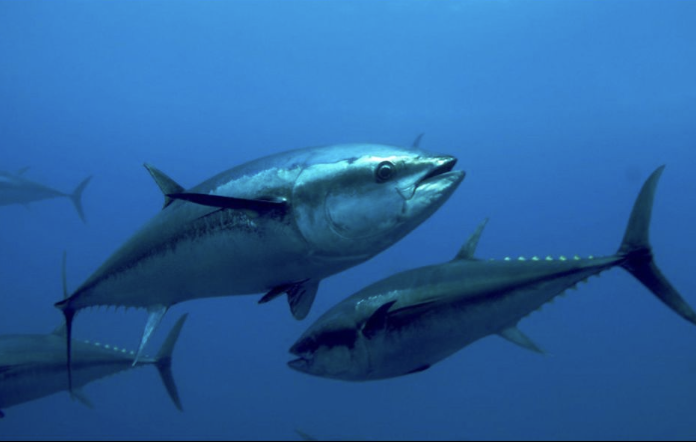 Bluefin Tuna