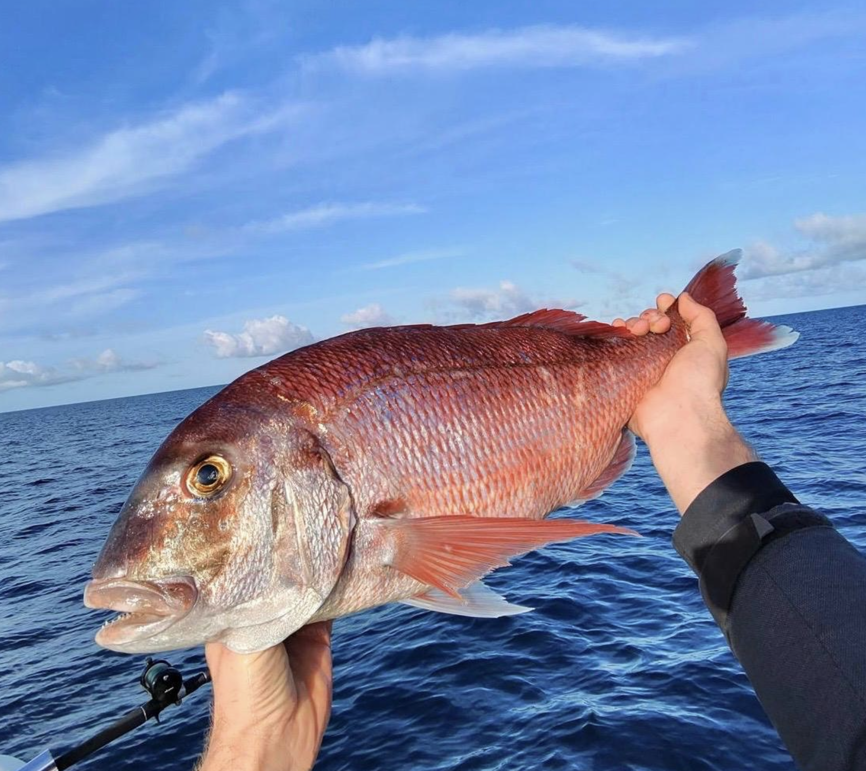 Red Porgy