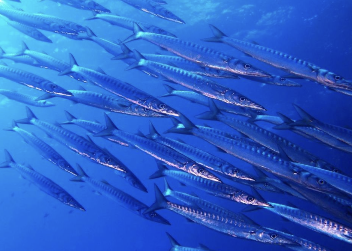Barracuda