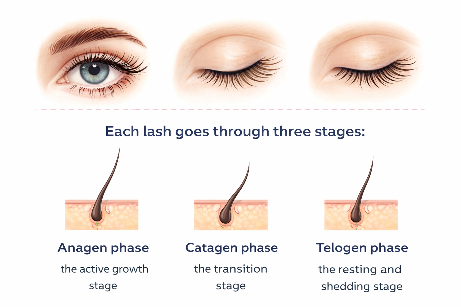 Lash growth cycle showing anagen, catagen and telogen phases