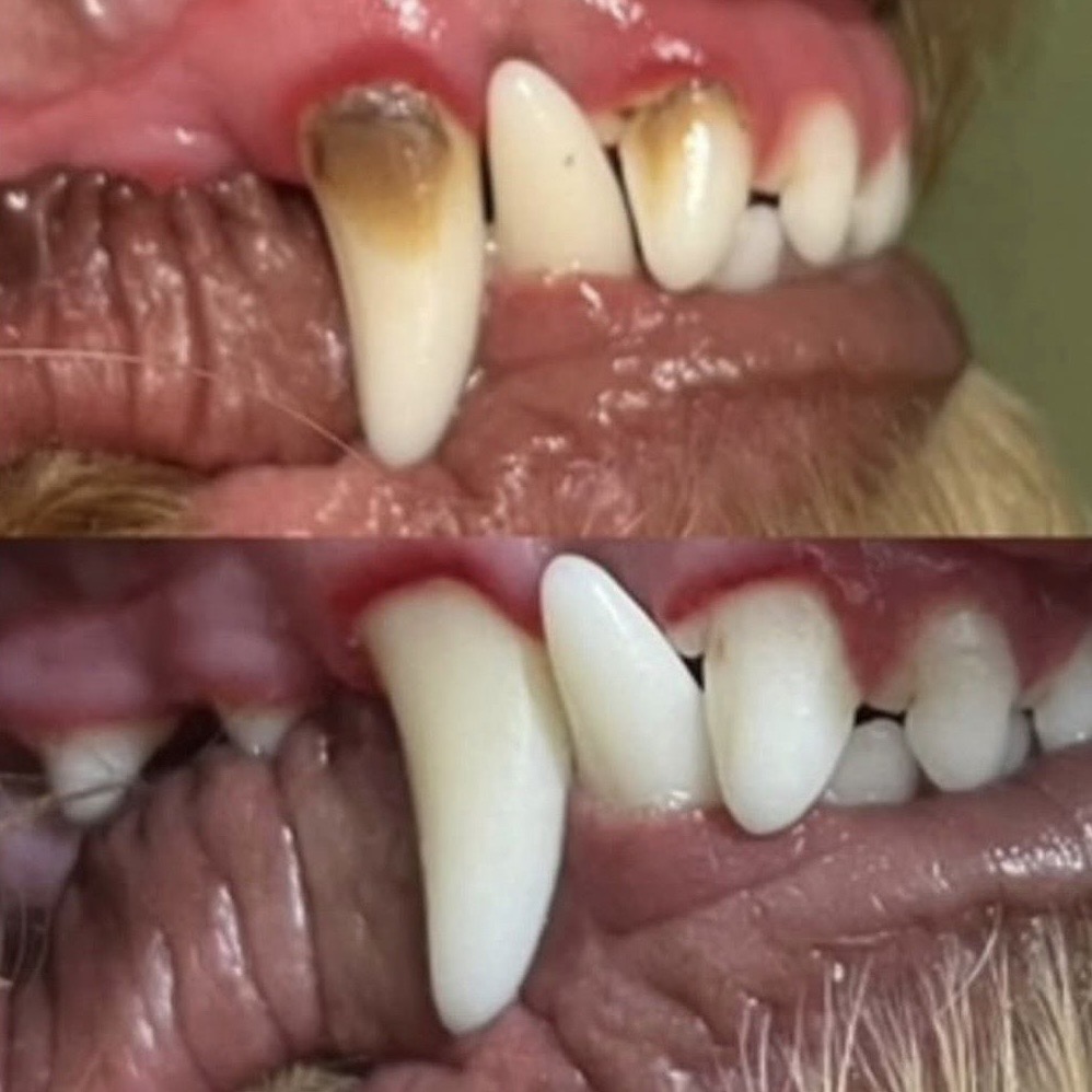 Emmi-Pet teeth cleaning before and after results