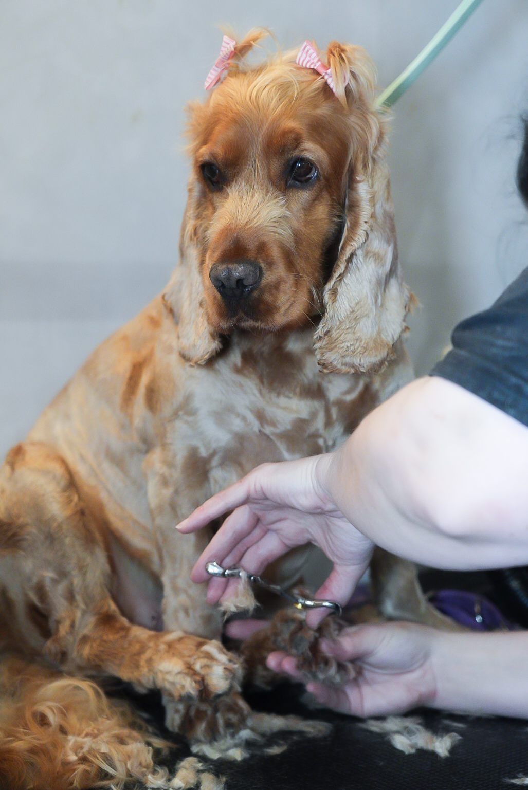 Dog being groomed - nail trimming