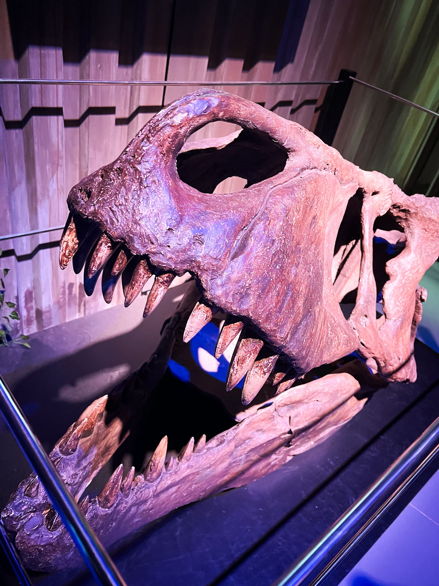 T-Rex Fossil Exhibition - Experiences content by Elevate UGC