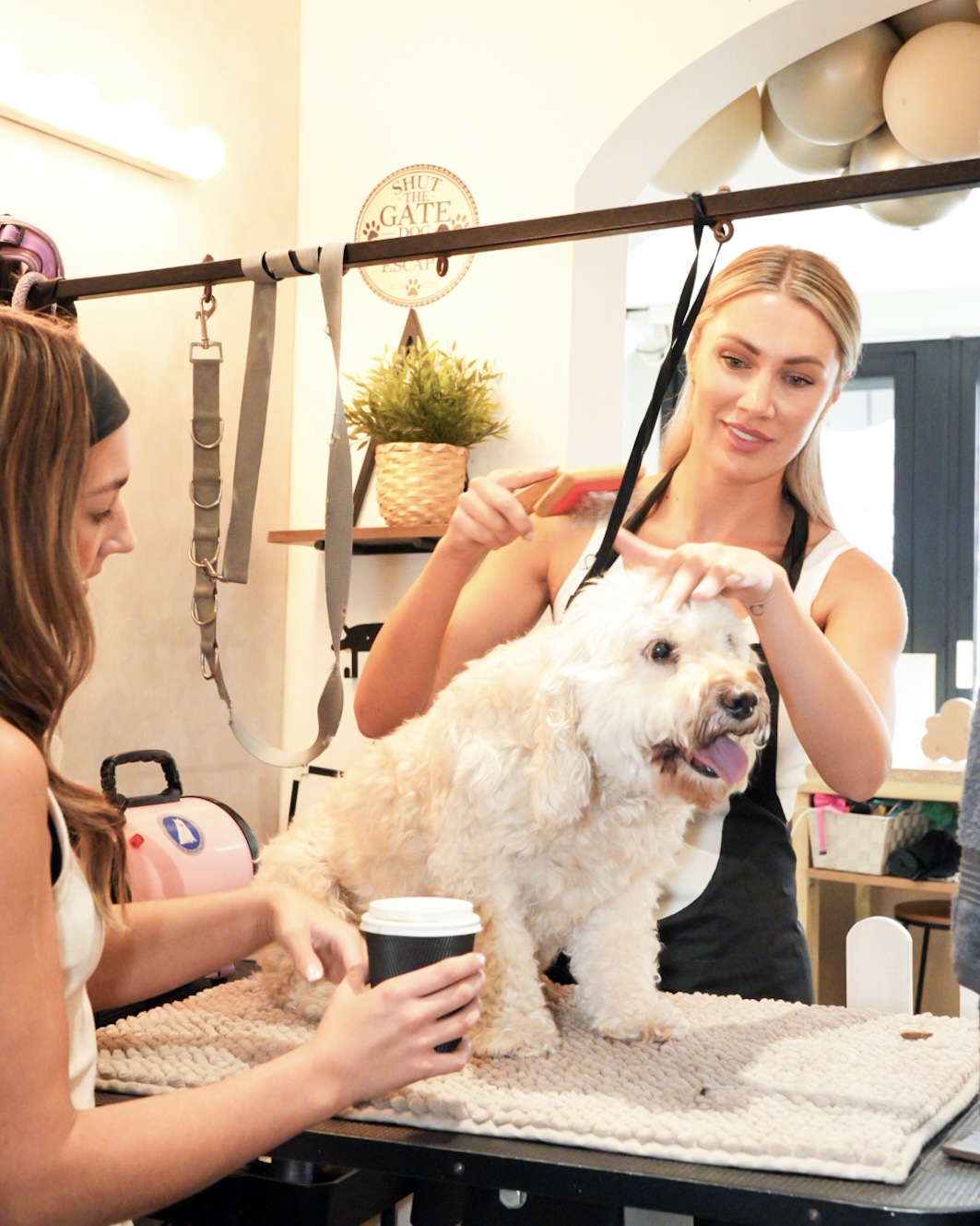 Dog grooming training with real dogs at Pups & Dreams Academy