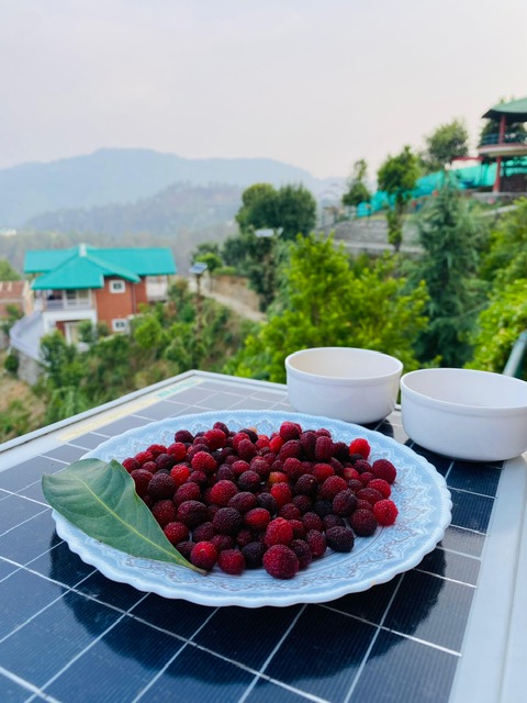 Banpravas — wild kafal berries foraged from the hillside, served with the valley behind