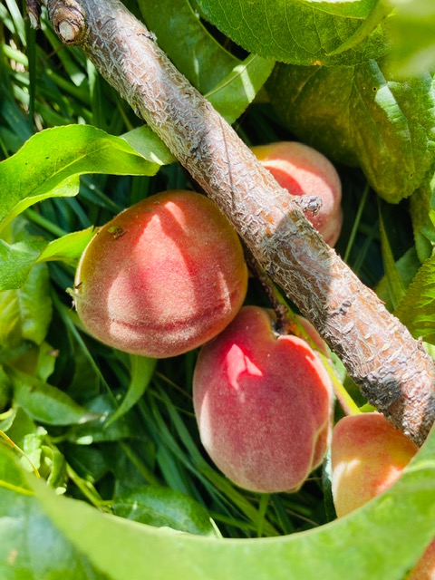 Banpravas — pink peaches at ground level, the orchard ready for picking