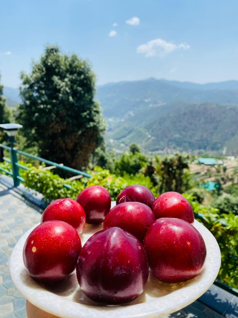 Banpravas — Kumaoni plums on a plate, the mountains beyond