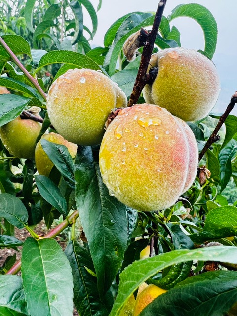Banpravas — peaches with rain droplets, the orchard after a Kumaon monsoon shower