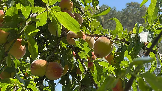 Banpravas — peaches ripening on the tree, the garden in late summer