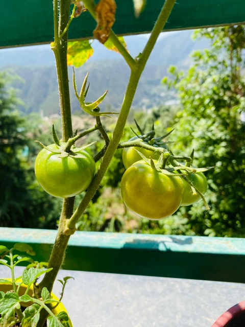 Banpravas — tomatoes ripening on the balcony, the valley behind