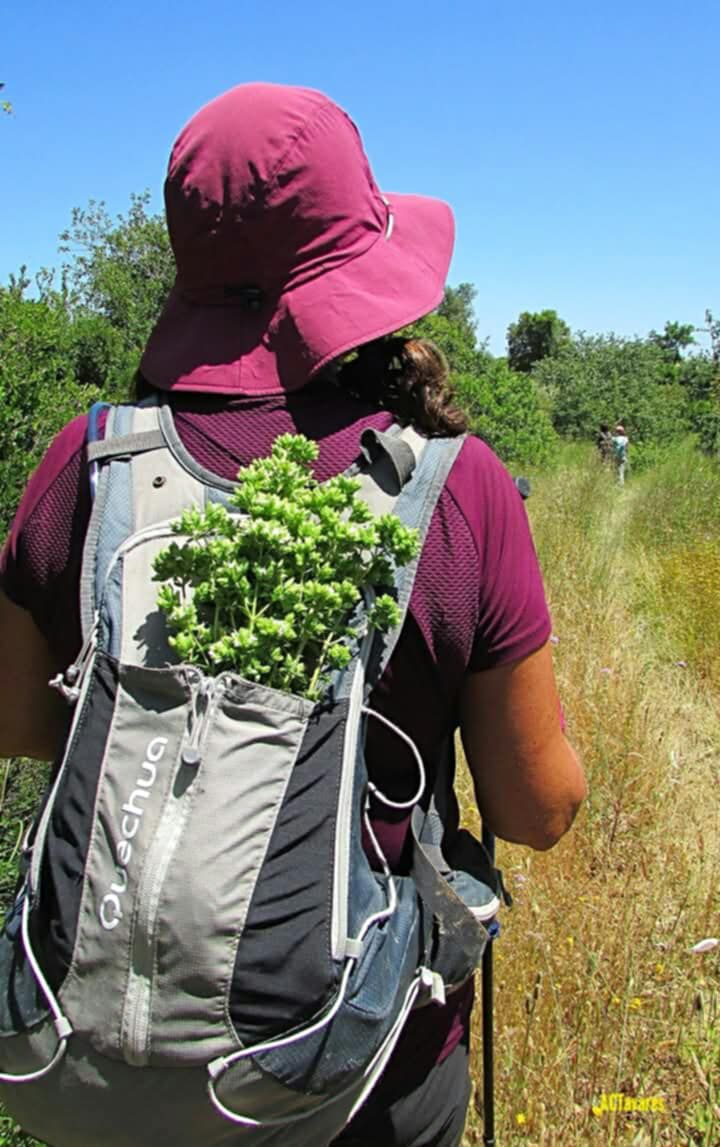 Pessoa com mochila a caminhar por um trilho com ervas aromáticas