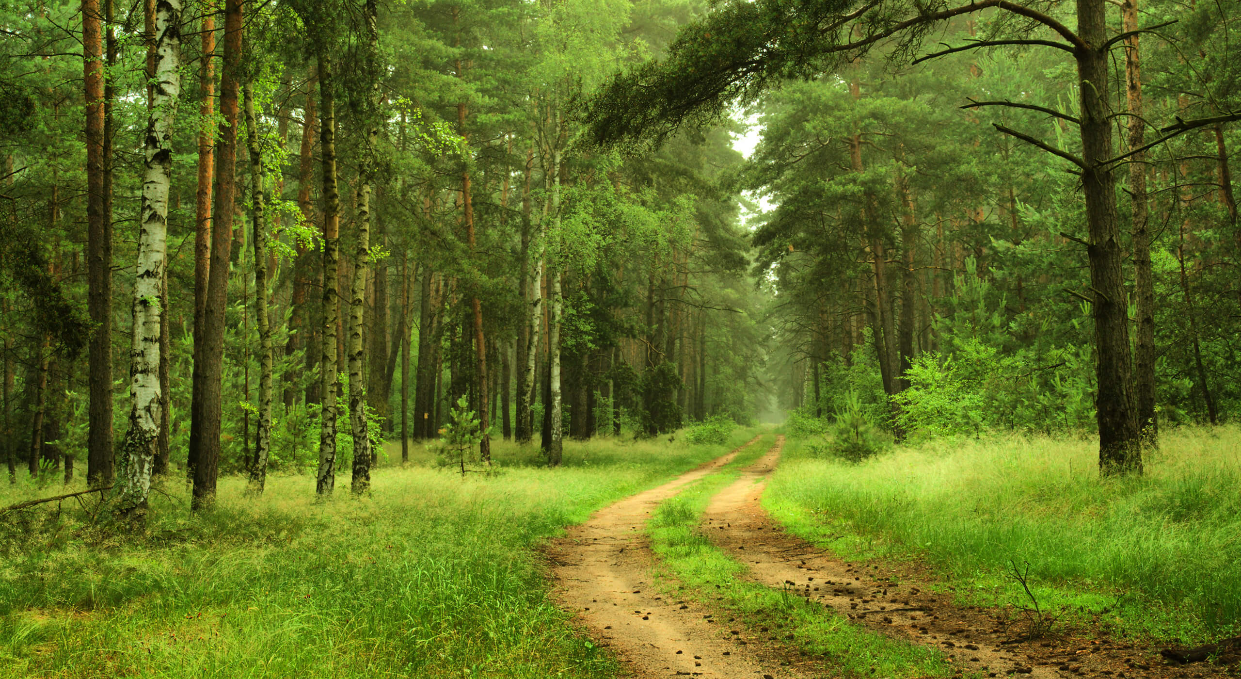 Caminho de terra a serpentear por entre uma floresta verdejante