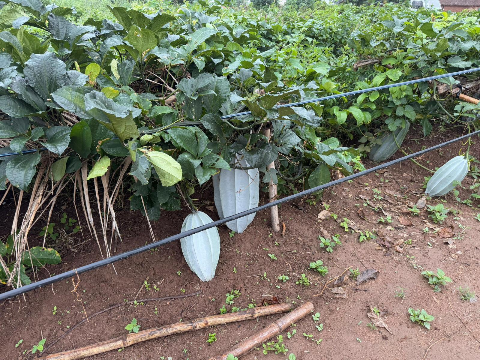 Sustainable Organic Farming