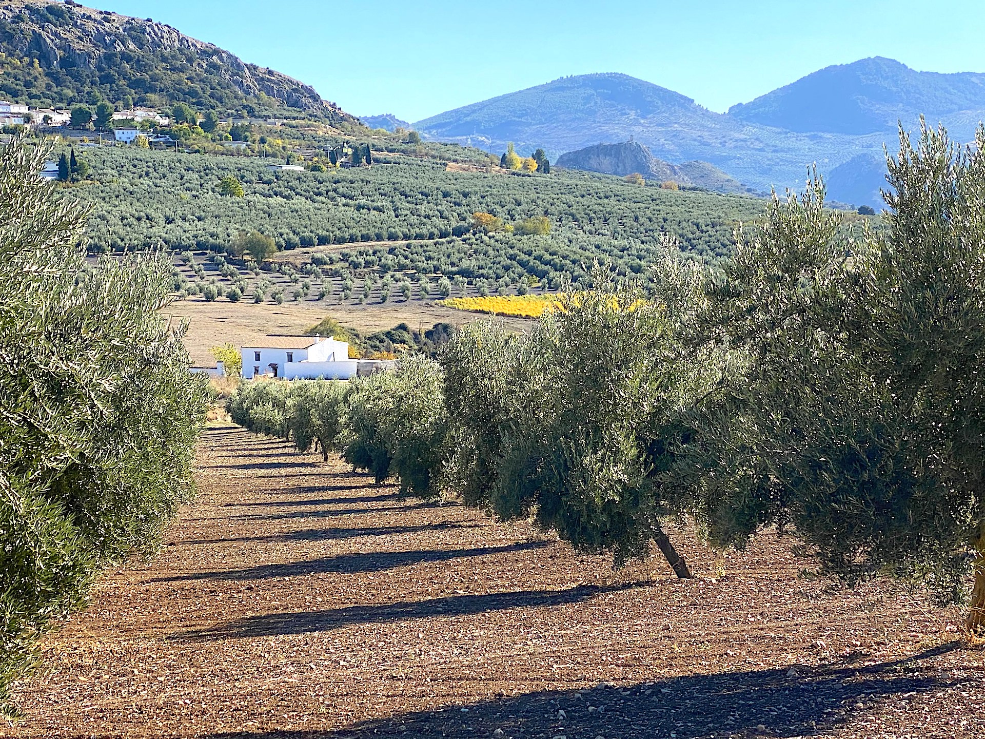 Olivar del Cortijo Santa María con sierra de Moclín al fondo en un día despejado de cosecha