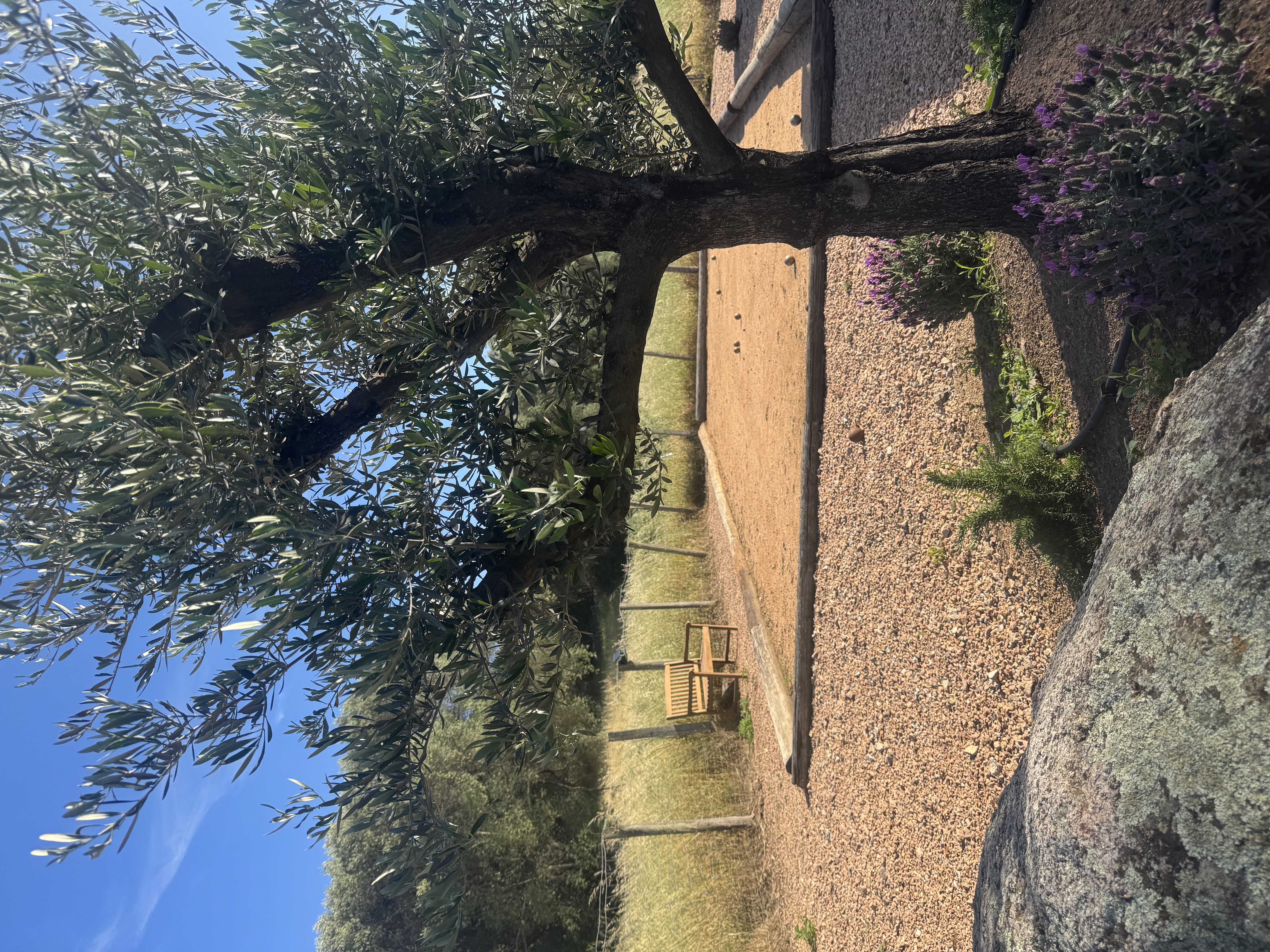 Notre jardin avec olivier et pétanque