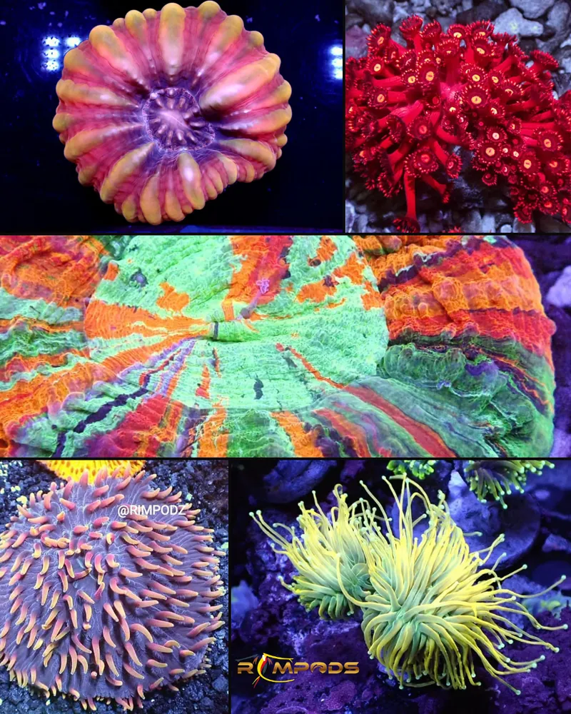 Coral close up