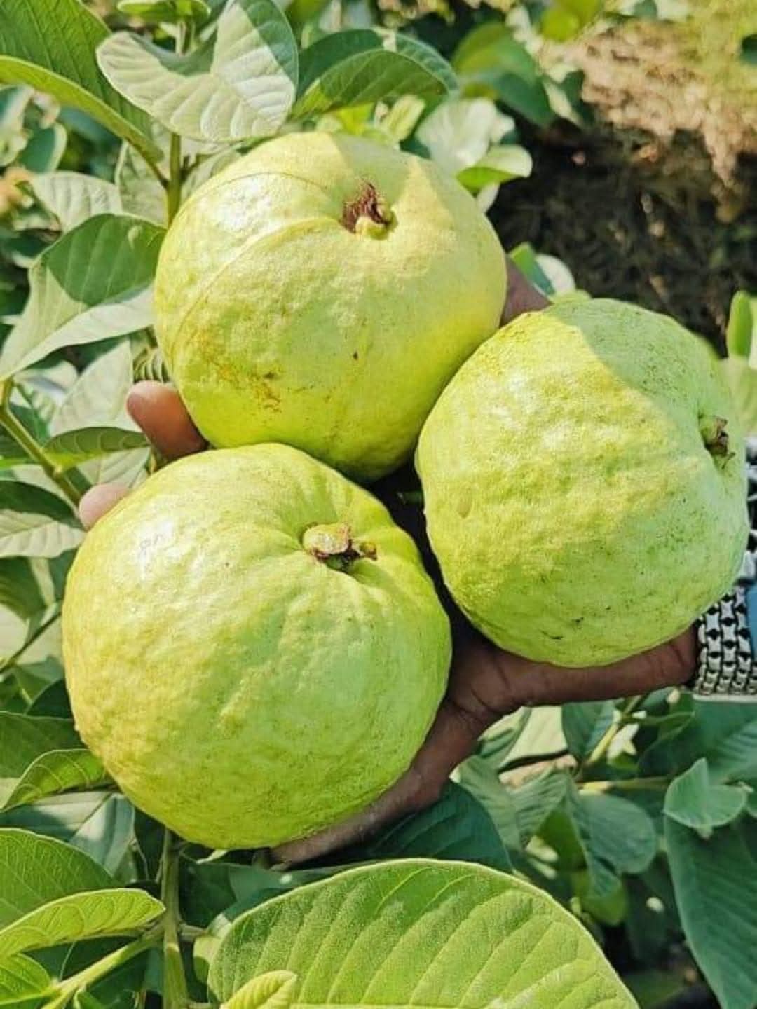 ApnaFarm - Managed Organic Farmland Leasing