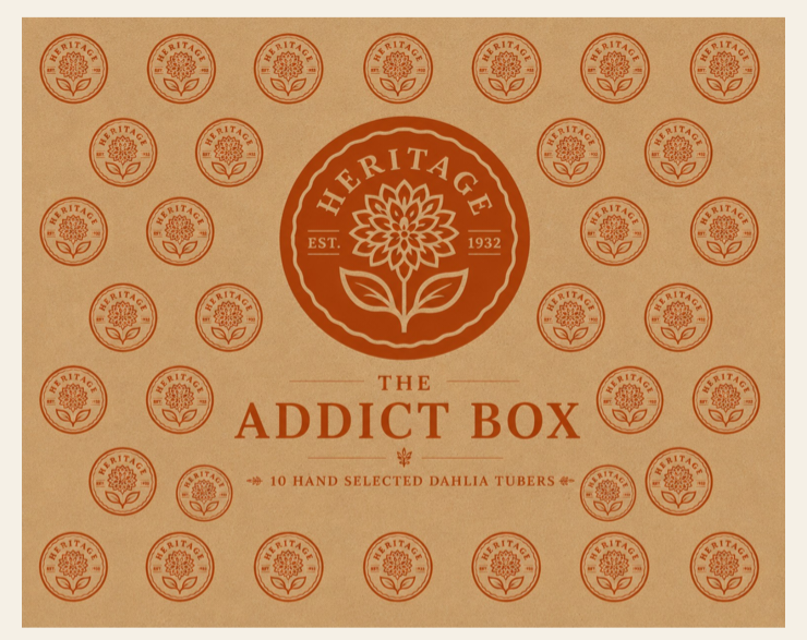 Addict Mystery Box artwork