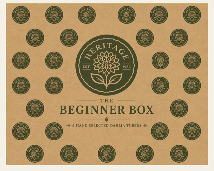 Beginner Mystery Box artwork