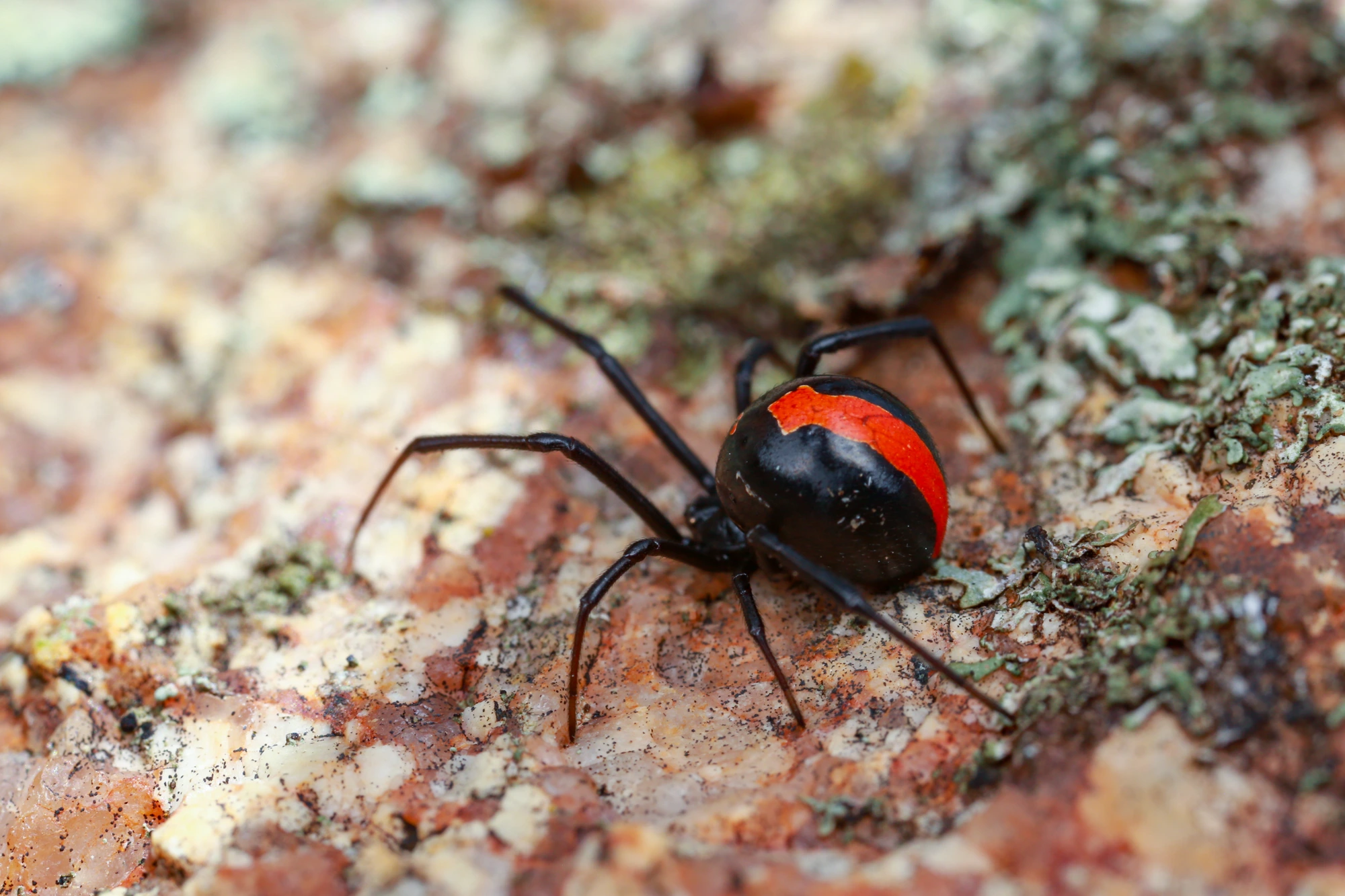 Spider Identification and Prevention