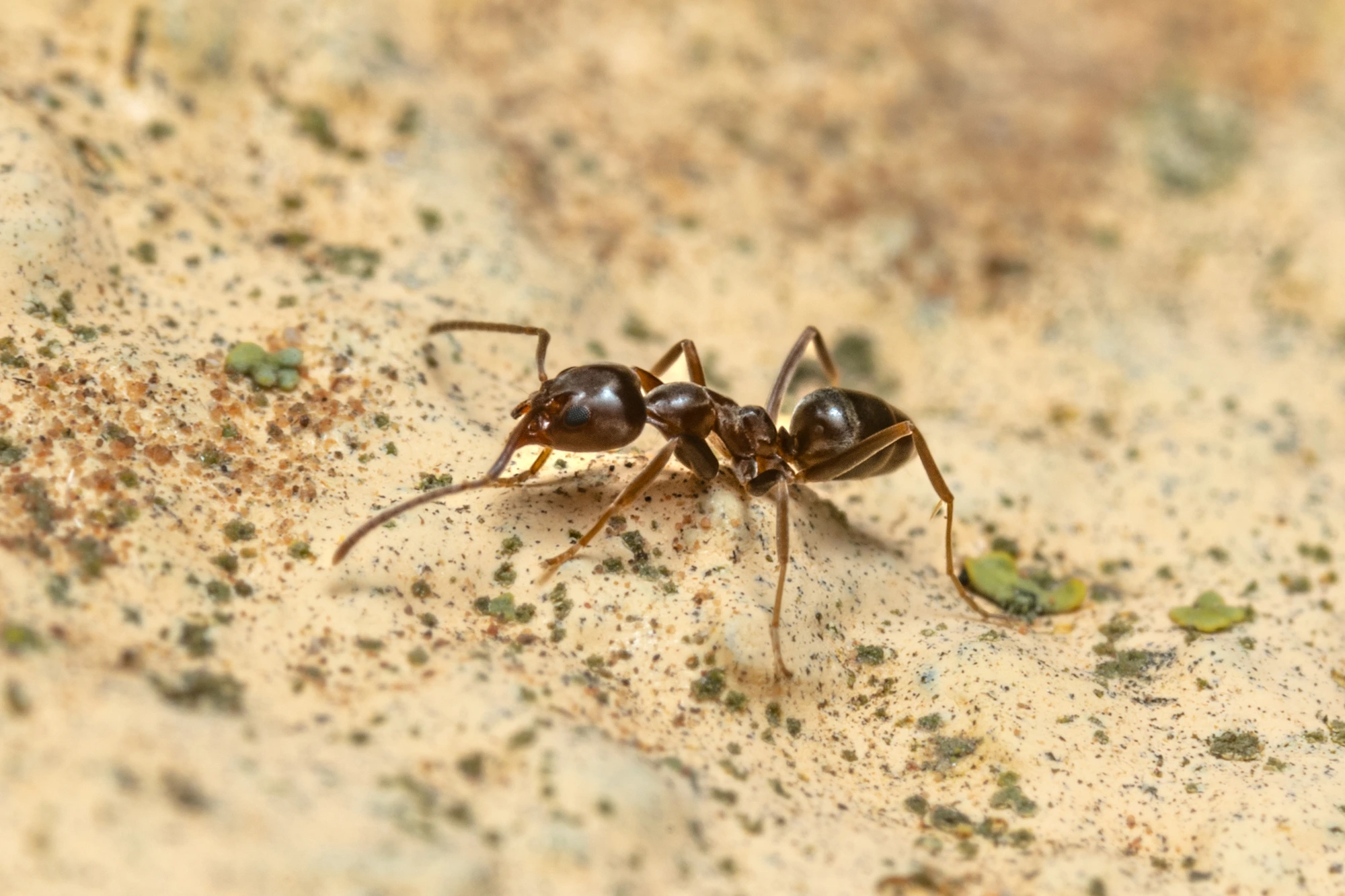 Ant Infestations Around Australian Homes