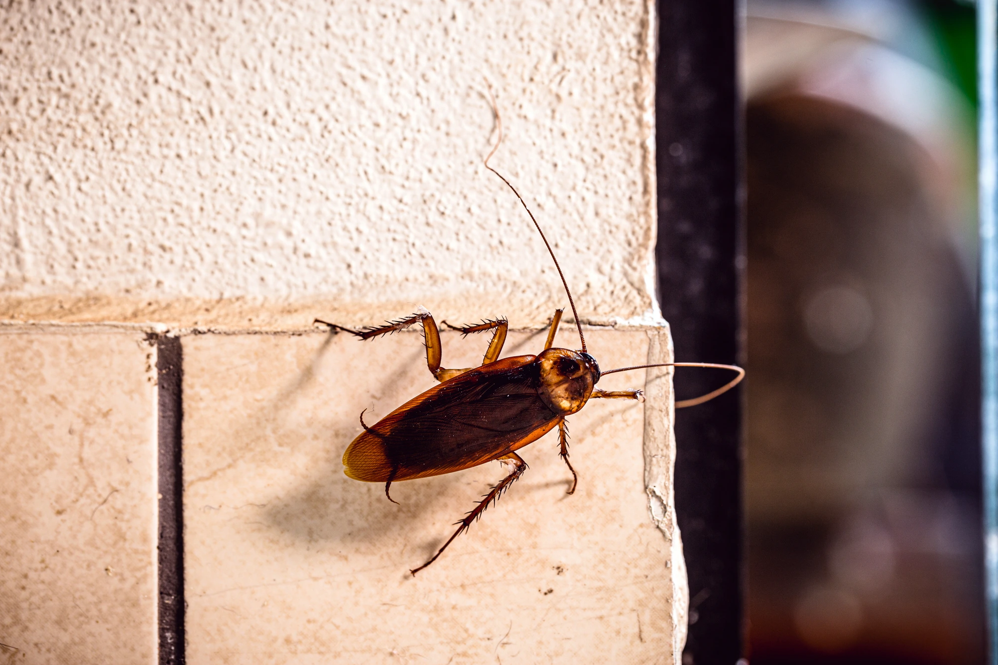 Common Household Pests Found in Sydney