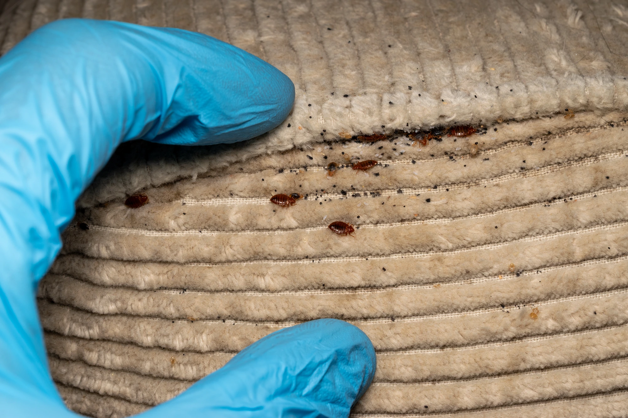 Bed Bug Identification and Treatment