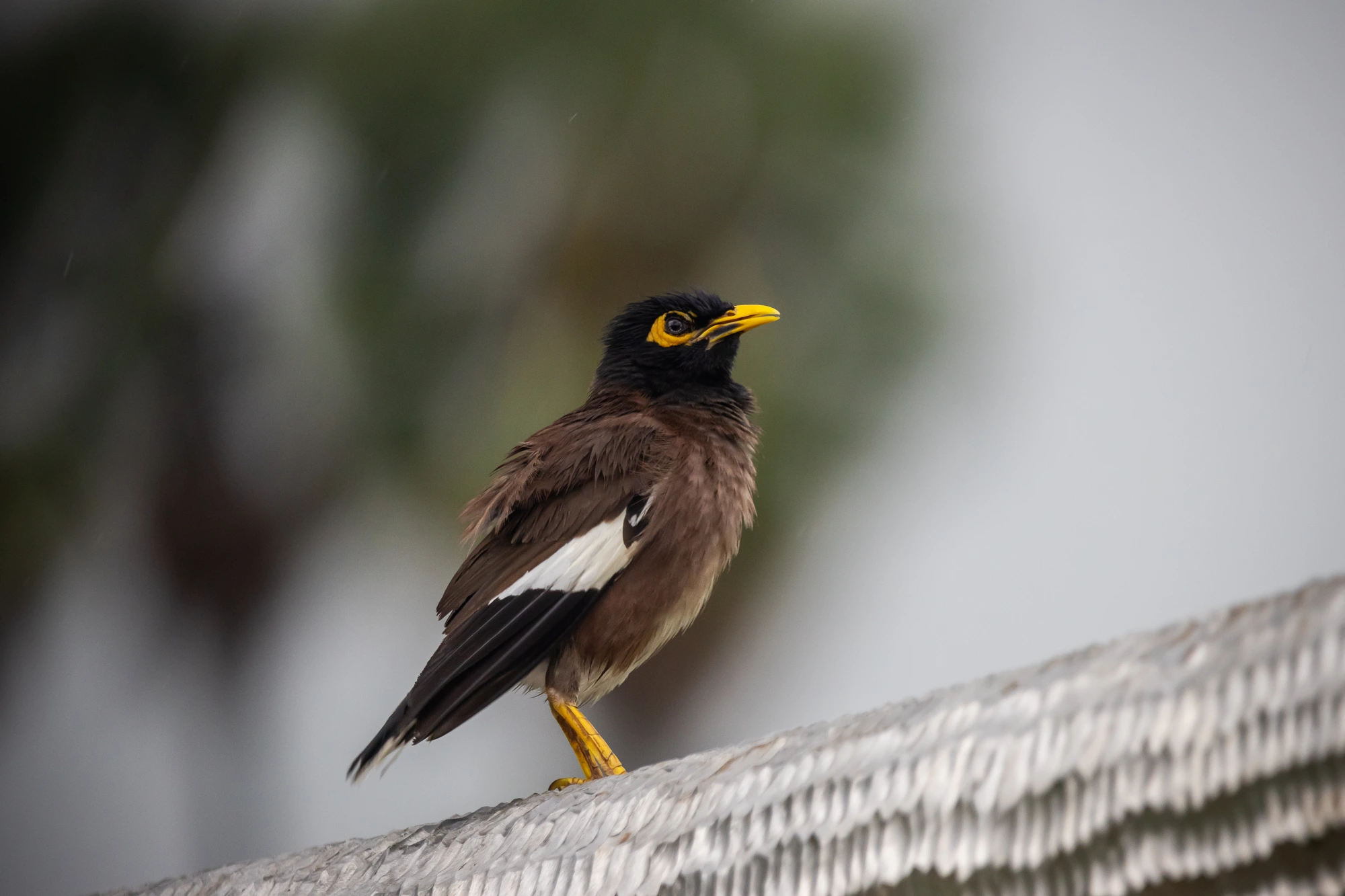 Bird Proofing Sydney