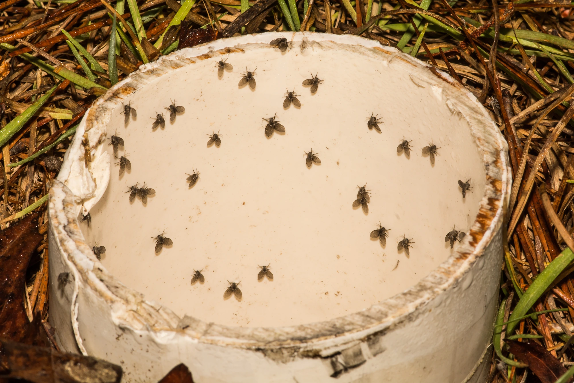 Drain Flies