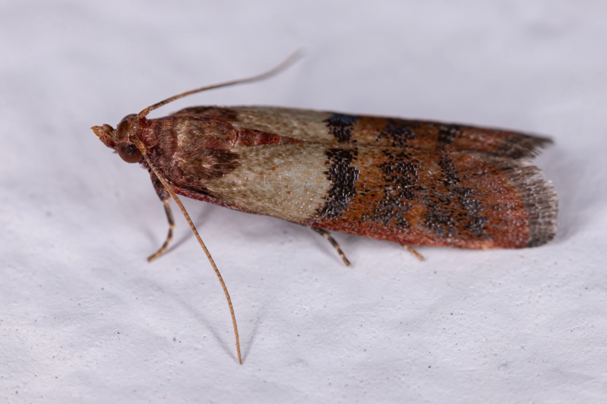 Pantry Moths