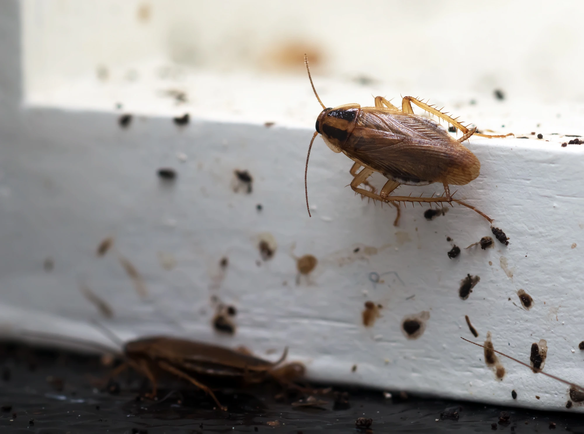 Why Cockroaches Keep Coming Back