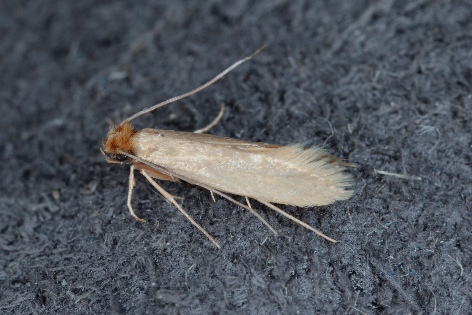 Clothes Moths