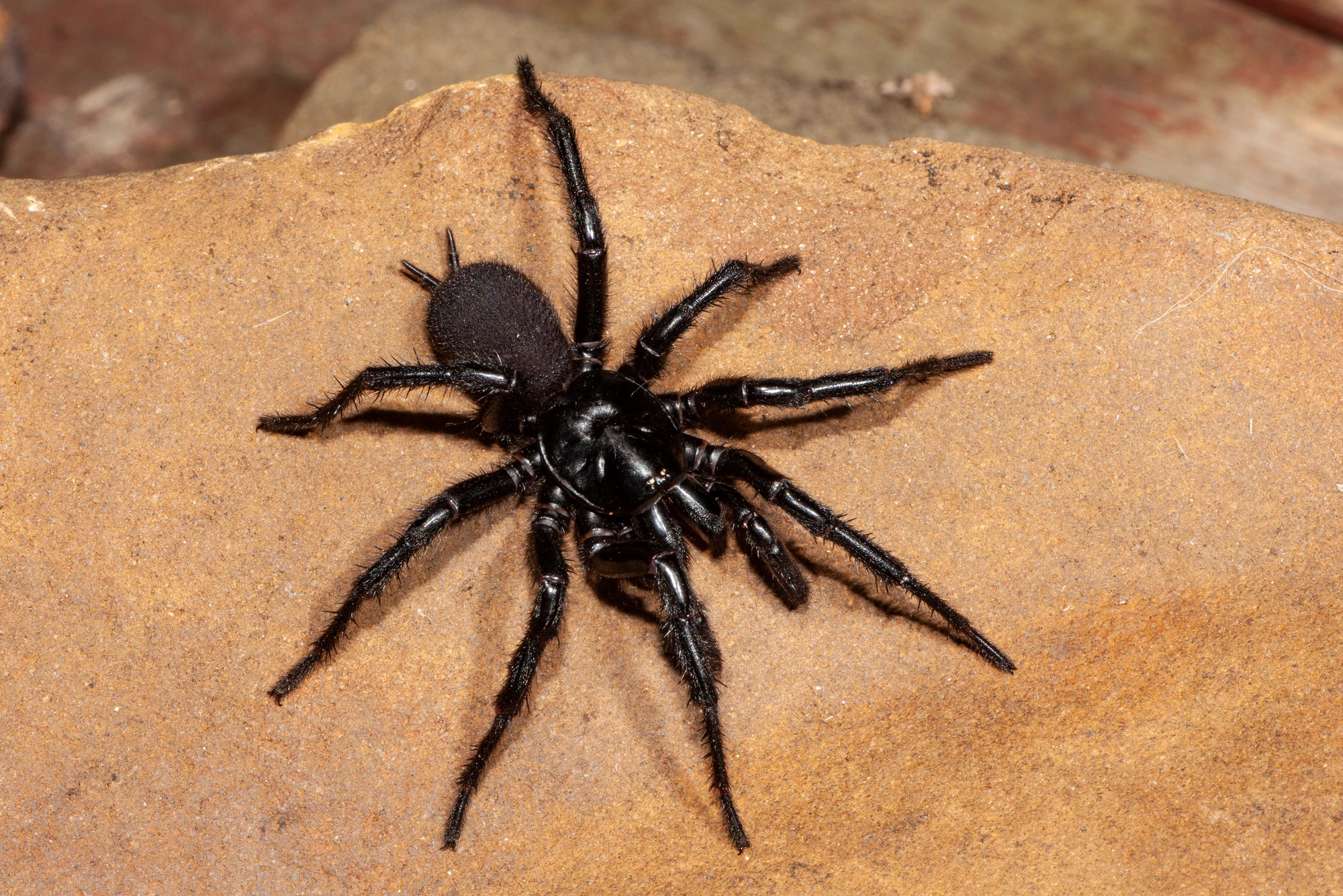Funnel Web Spiders