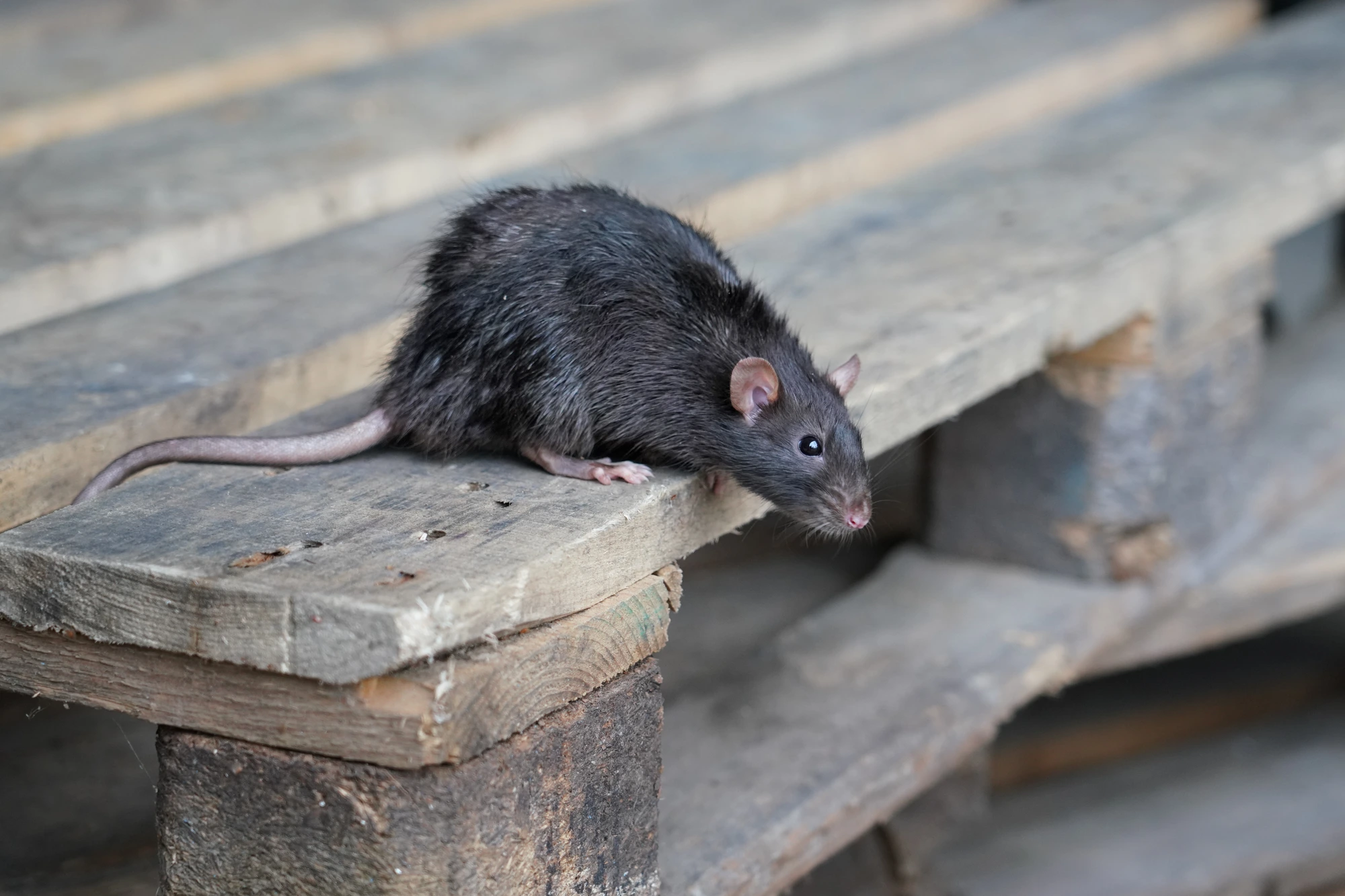 Roof Rats