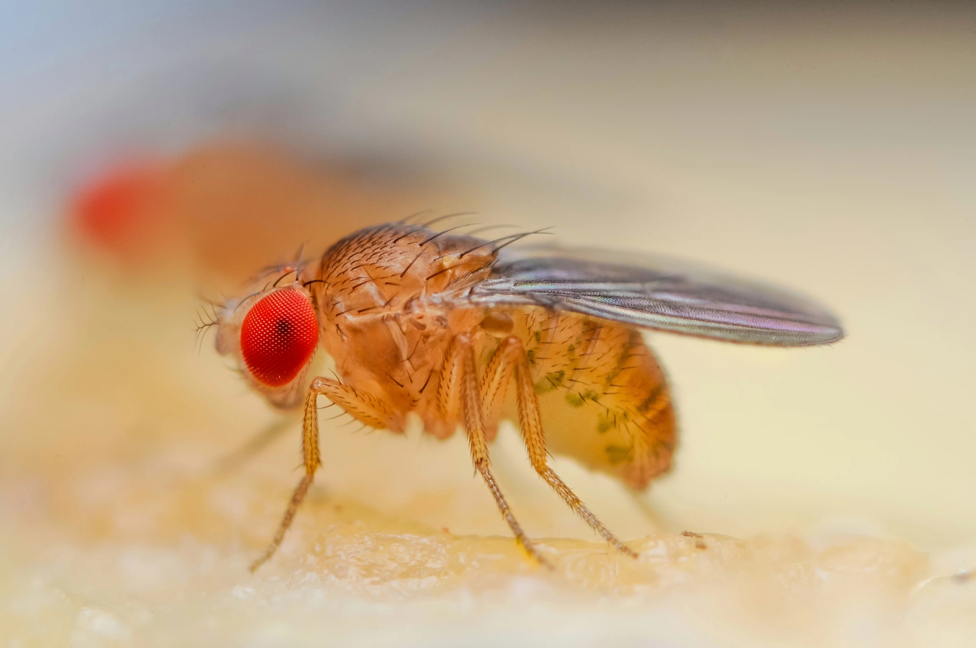 Summer Pest Problems in Sydney
