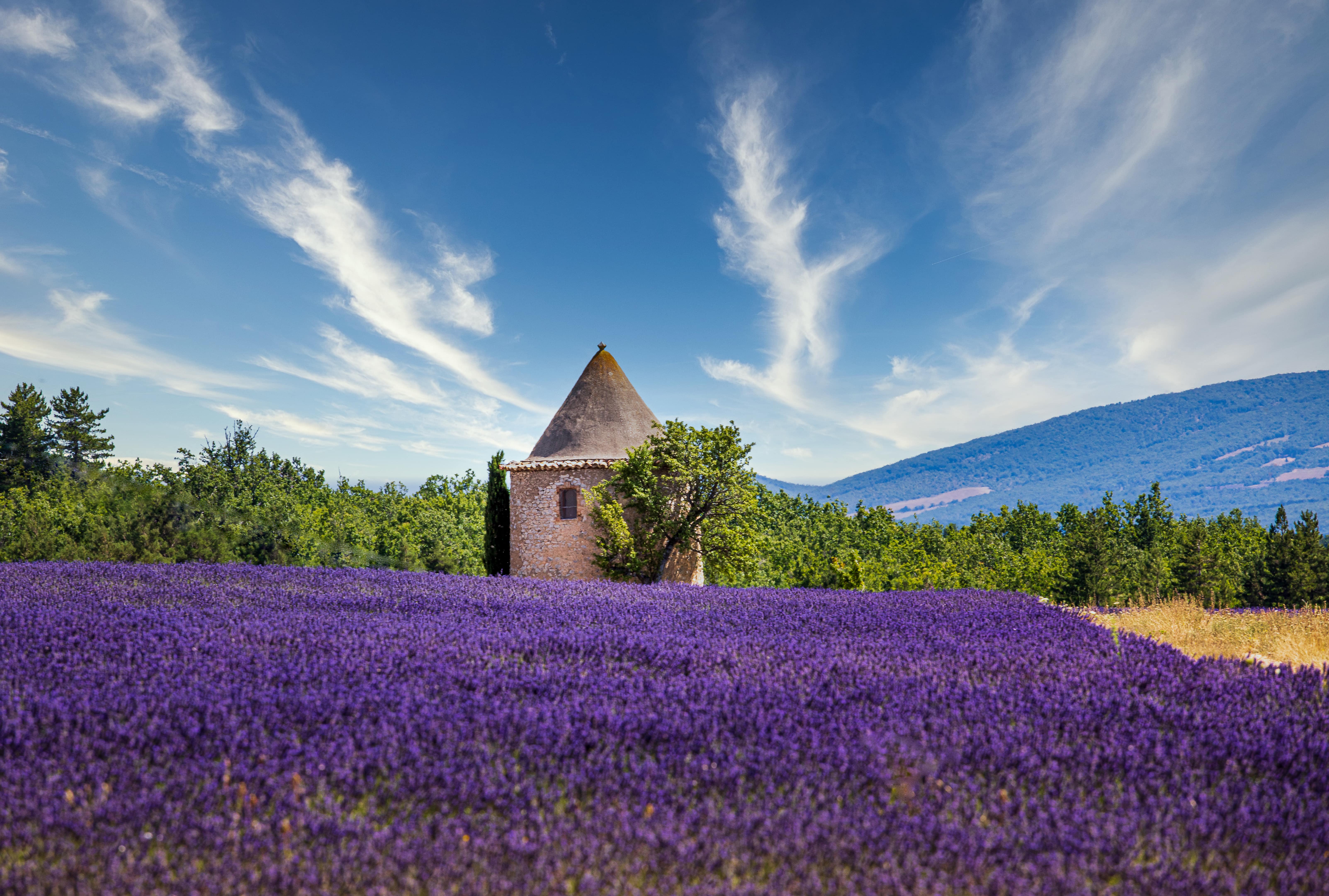 Provençal Fields