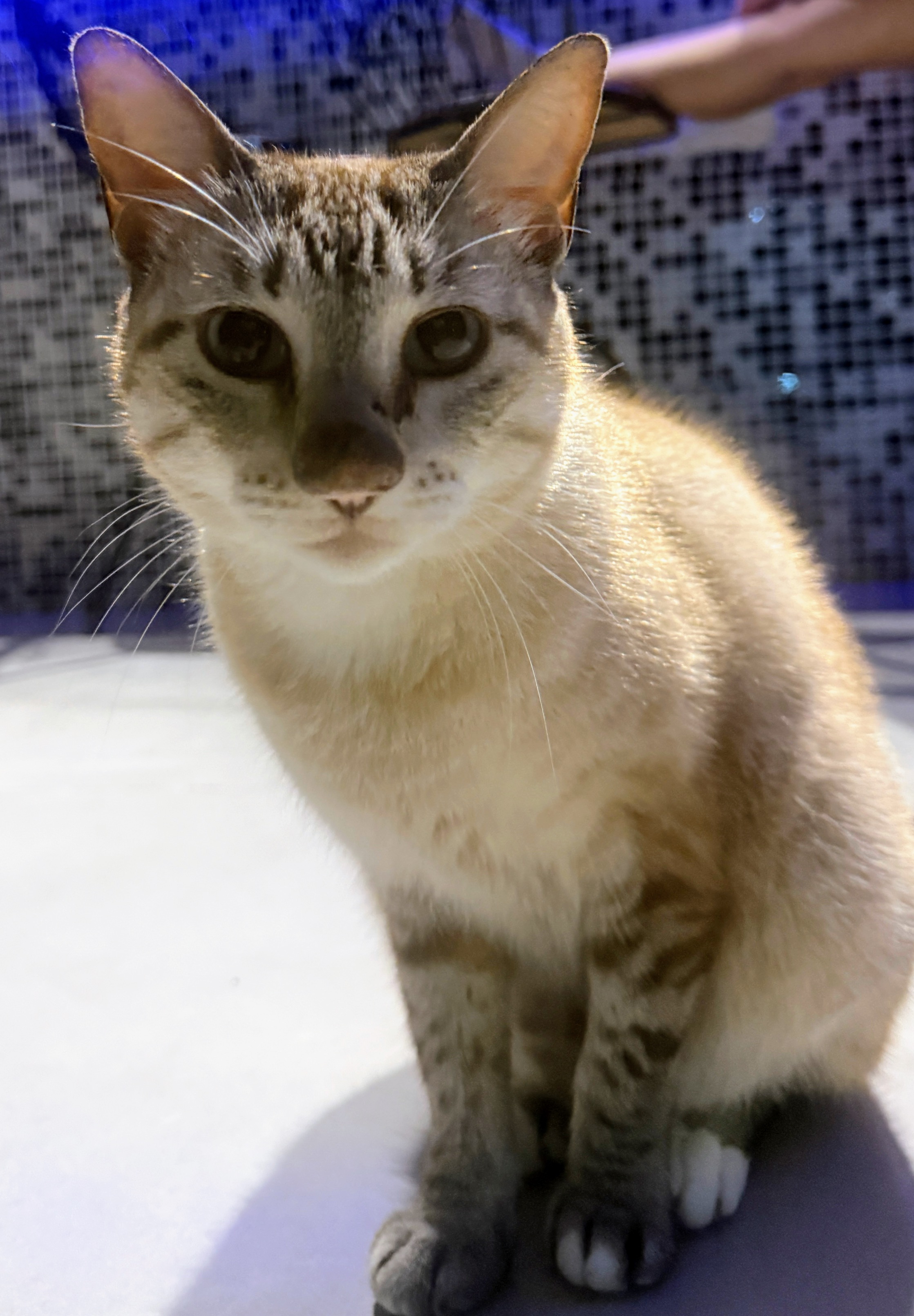 Gato sentado olhando para a câmera