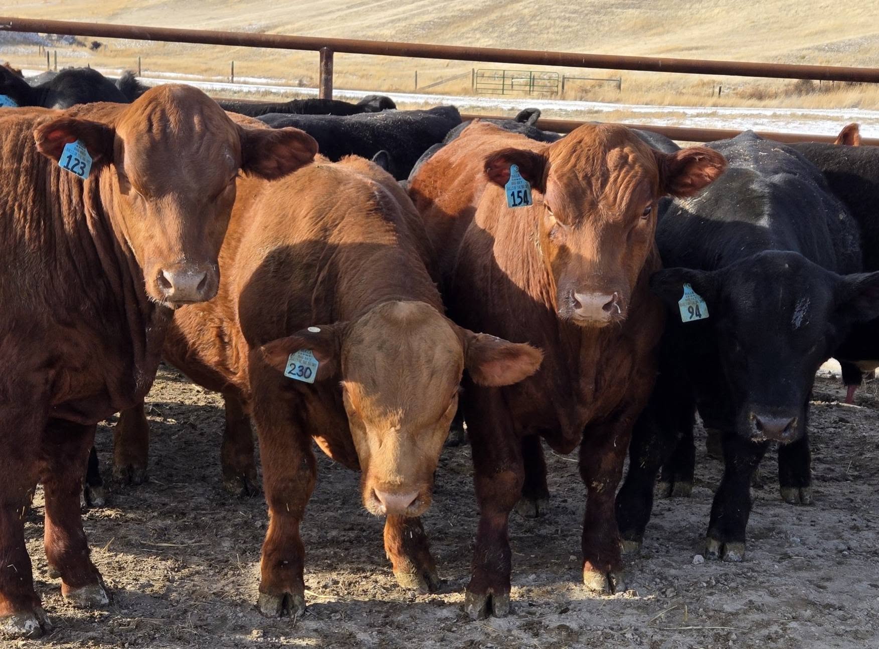 RYMO Cattle Co.