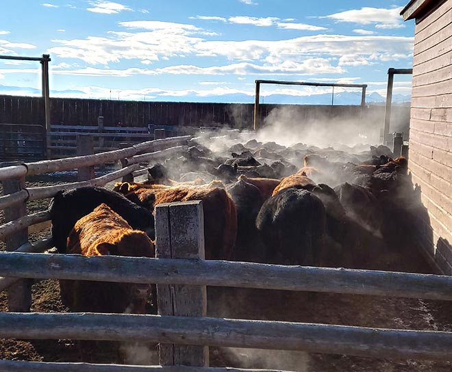 Miller Simmental