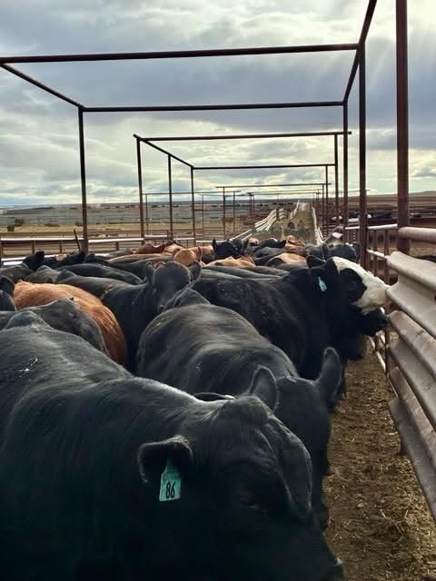 AOK Simmental