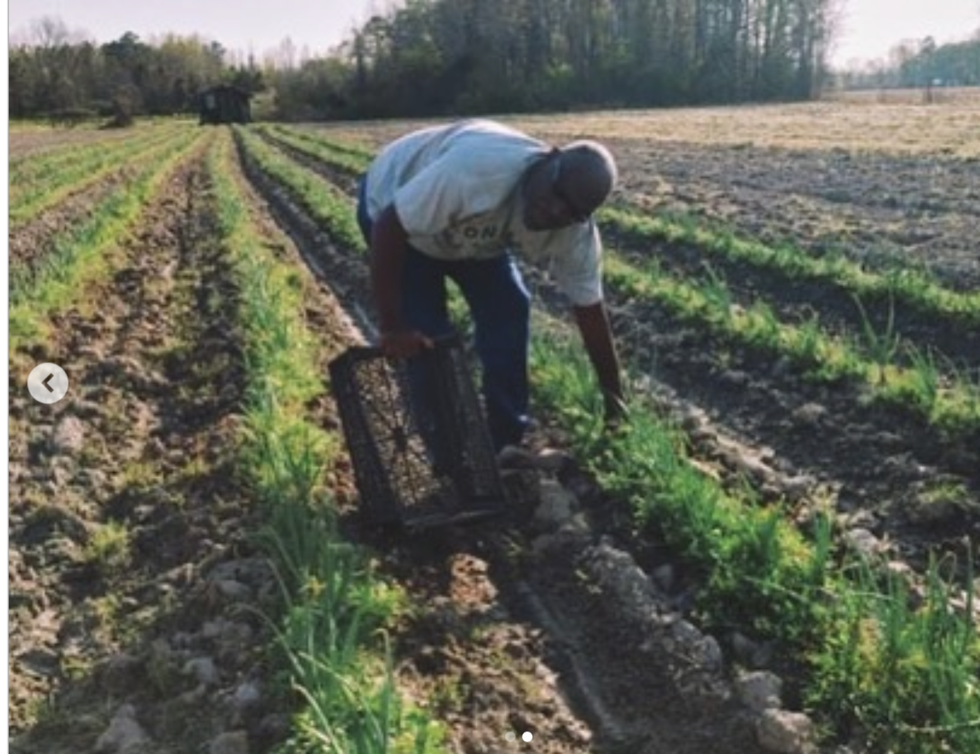 Mr. Moore tending the rows in Blounts Creek, NC