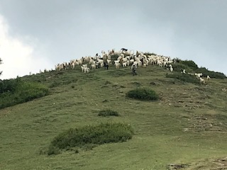 Sheep Grazing on Himalayan Slopes