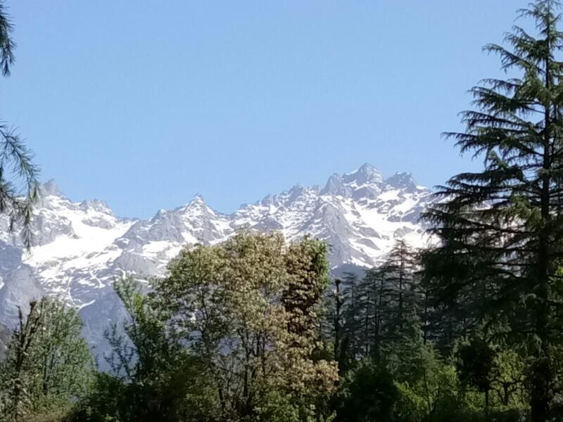 Snow-Capped Peaks through Deodar Forest