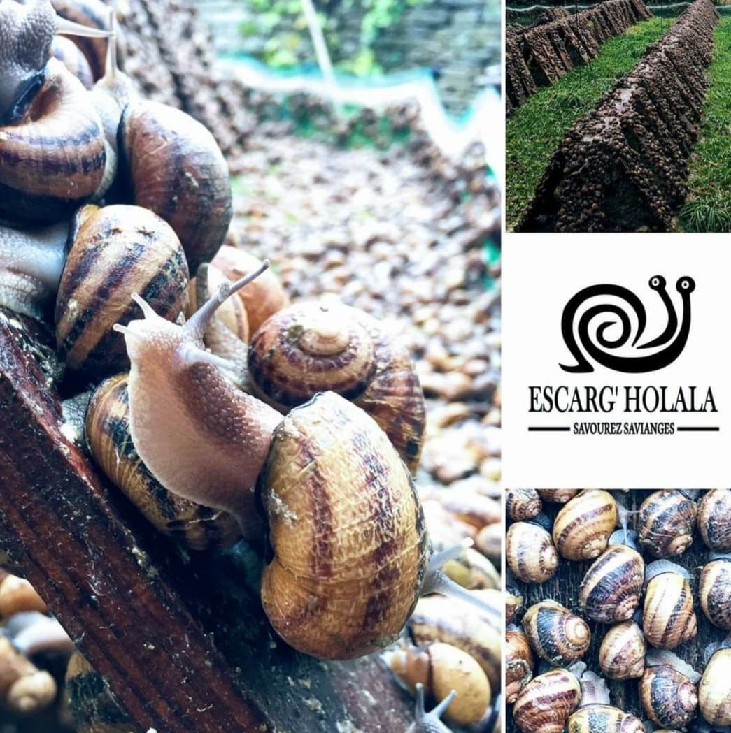 Escarg'Holala — Savourez Savianges