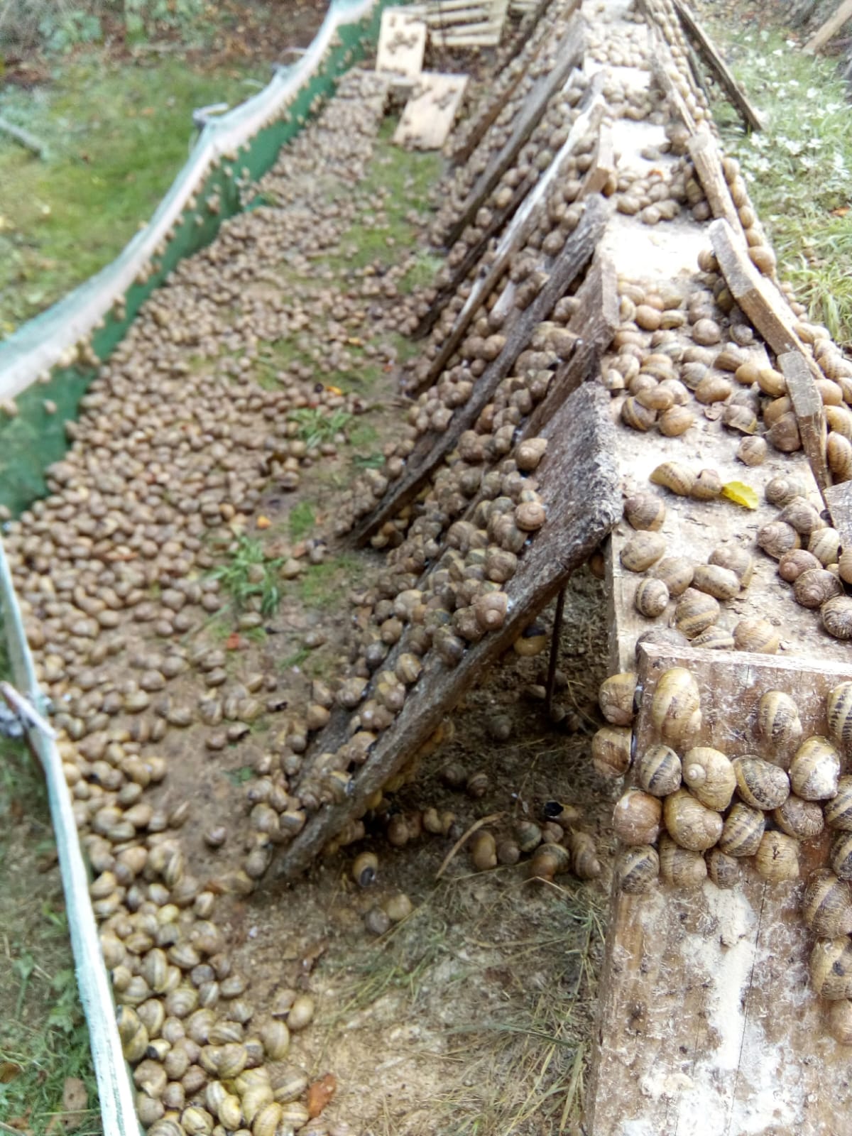Reportage TF1 sur les escargots de Bourgogne