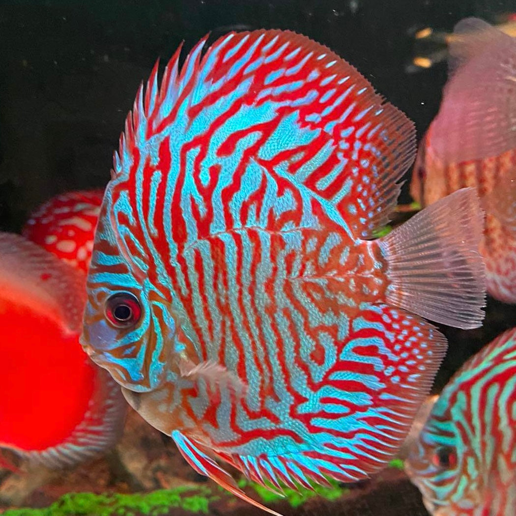 Zebra Tiger Discus