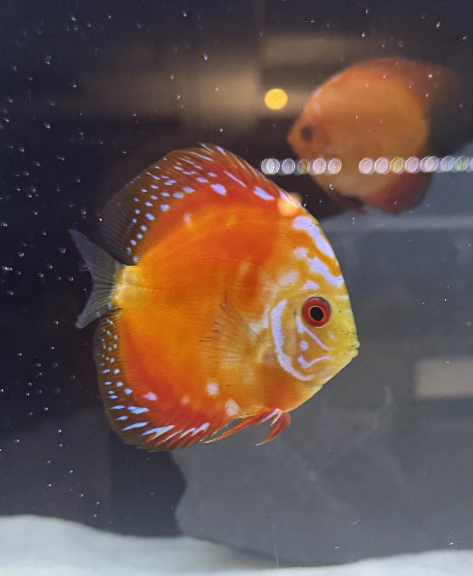 Red Rafflesia Discus