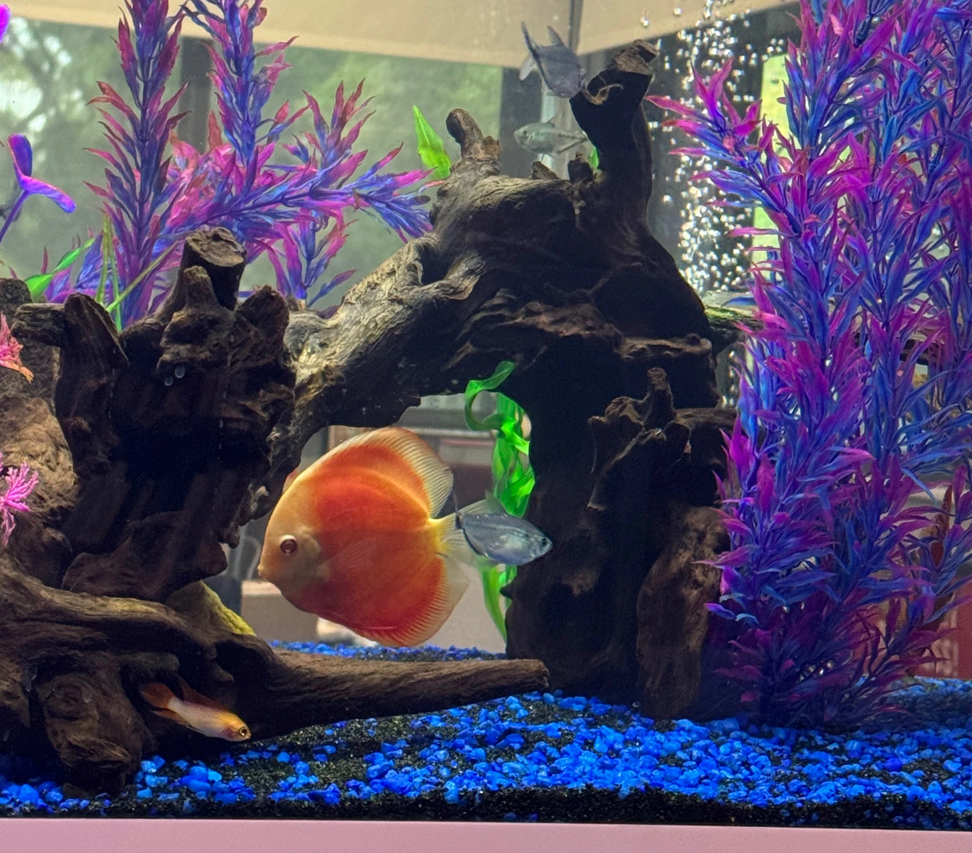 Discus in habitat — Safety Harbor